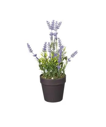 Mica Lavendel Paars in Pot 10x24 cm