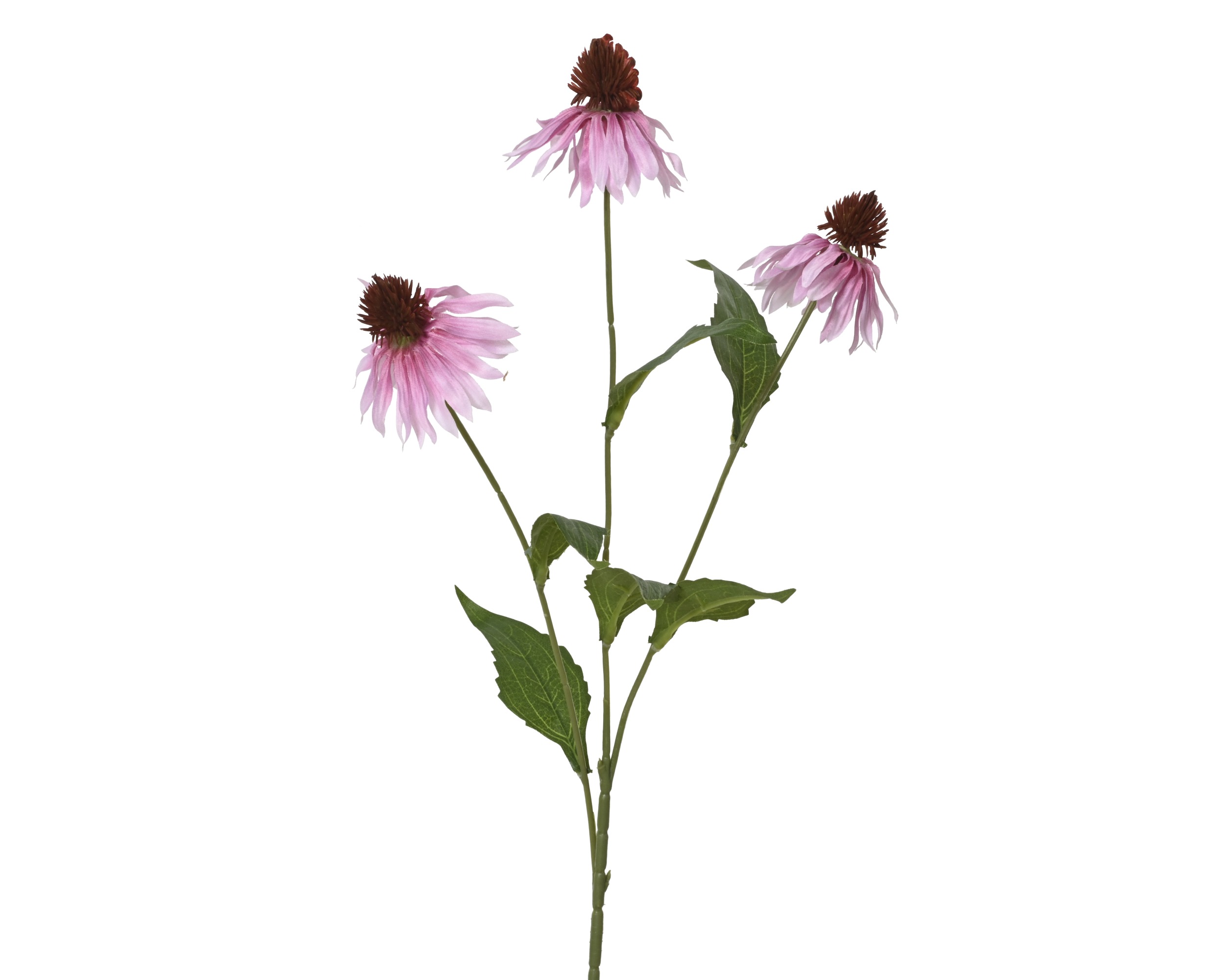 Echinacea Roze 68cm
