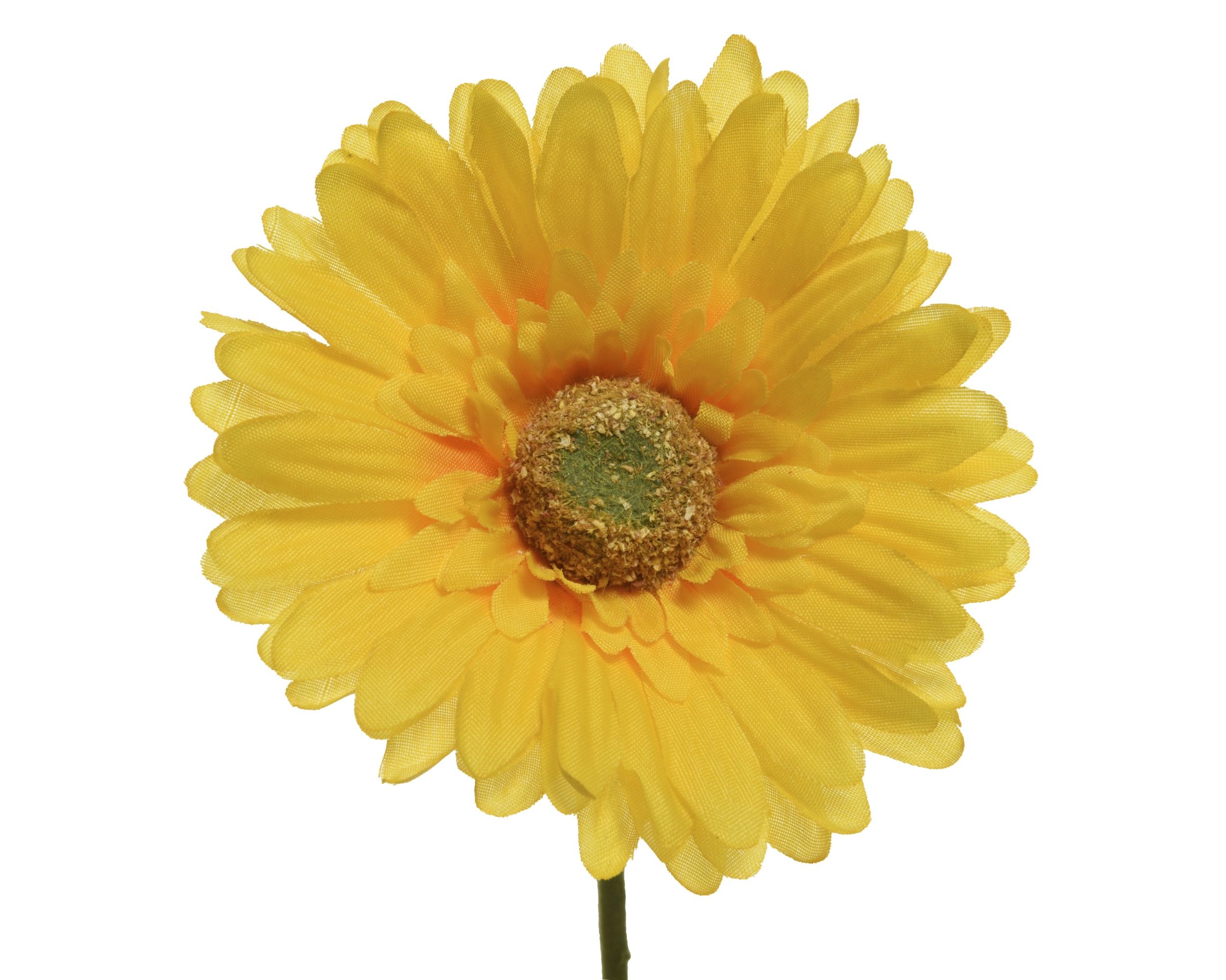 Gerbera Geel 50cm | 32135941