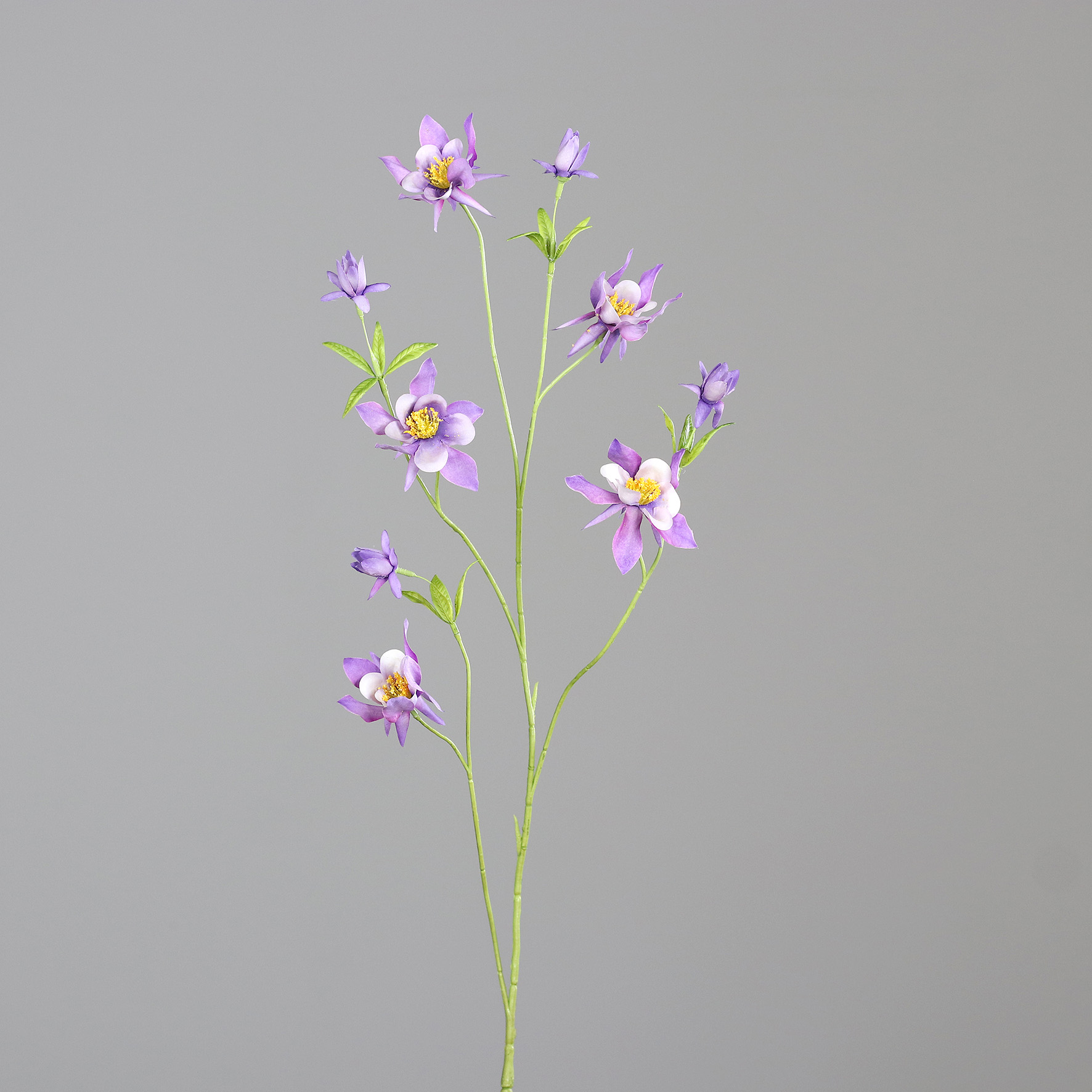 Akelei Lavendel 104cm