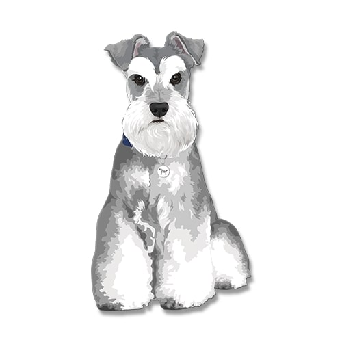 Dogdogo Buddy Magneet S Schnauzer