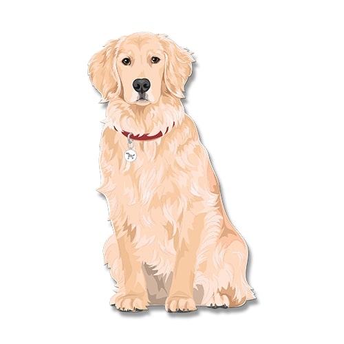 Dogdogo Buddy Magneet S Golden Retriever