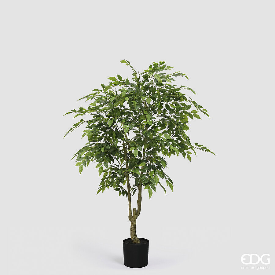 EDG Ficus Benjamina 156cm in Bloempot - Treurvijg