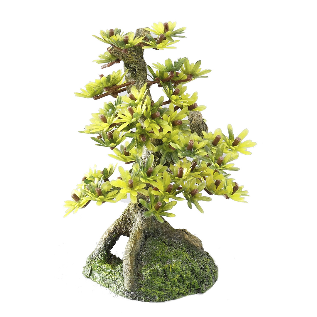 Aqua Della Bonsai Medio 15 cm Assorti