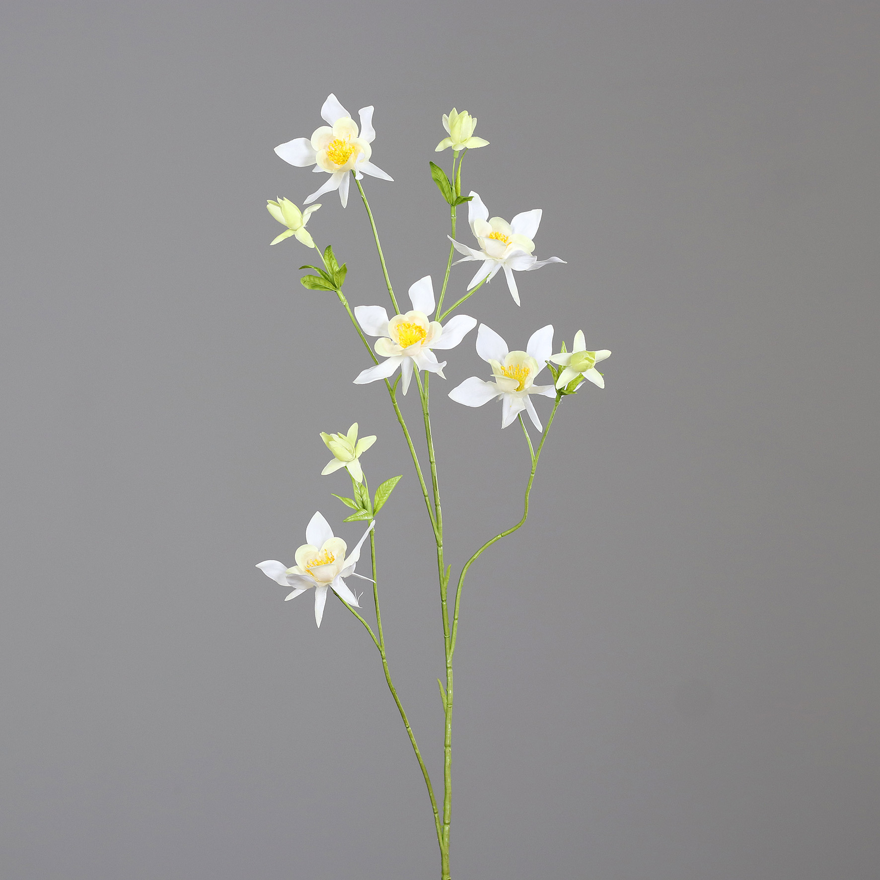 Akelei Cream Yellow 104cm