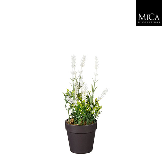 Mica Lavendel Wit in Pot 10x24 cm