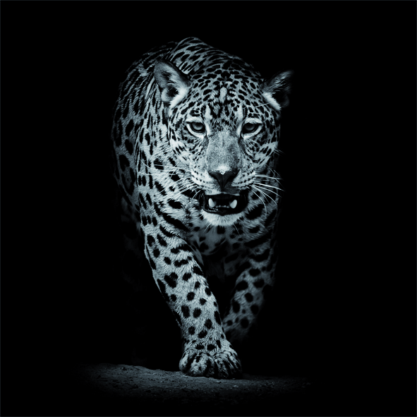 Bonninghoff Stretcher Muurkader 3535891 35x35 cm