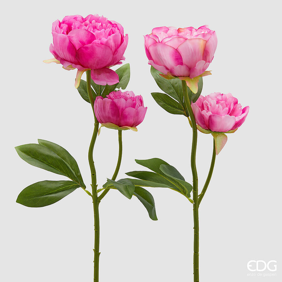 EDG Pioenroos Pink 55cm - assorti - prijs per stuk