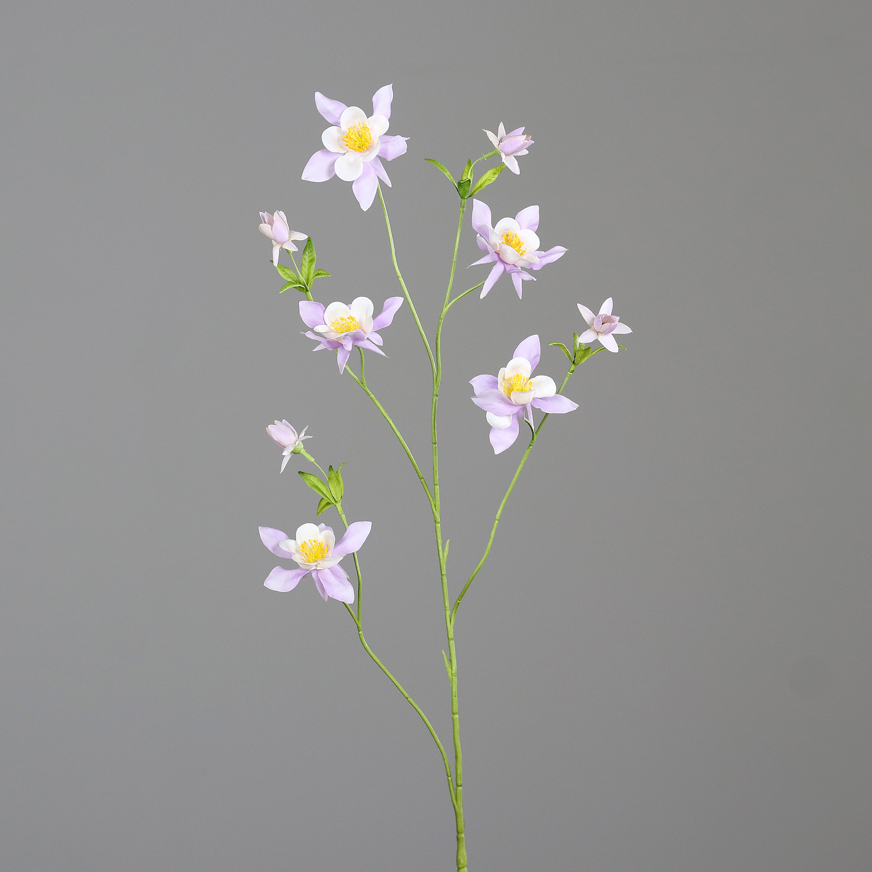 Akelei Dusty Pink 104cm