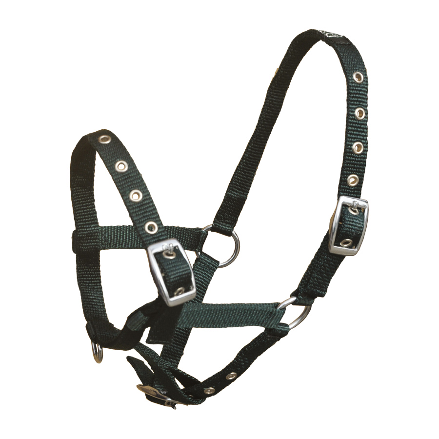 Halster Nylon Standaard met Gaatjesgesp Veulen - Donkergroen
