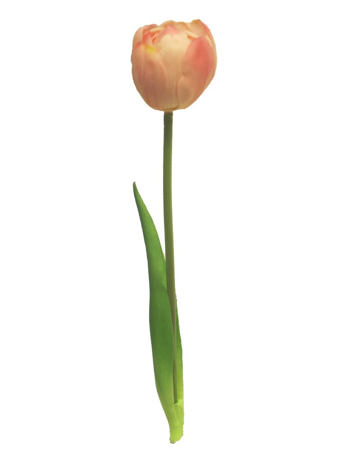 Tulp Sally Roze 26cm - 6 Stuks in Zak