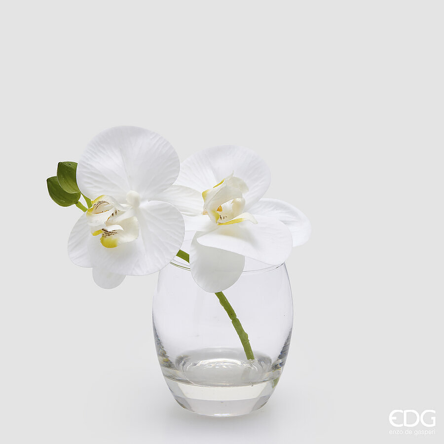 EDG Phalaenopsis Orchidee Wit 15cm in Glazen Vaas