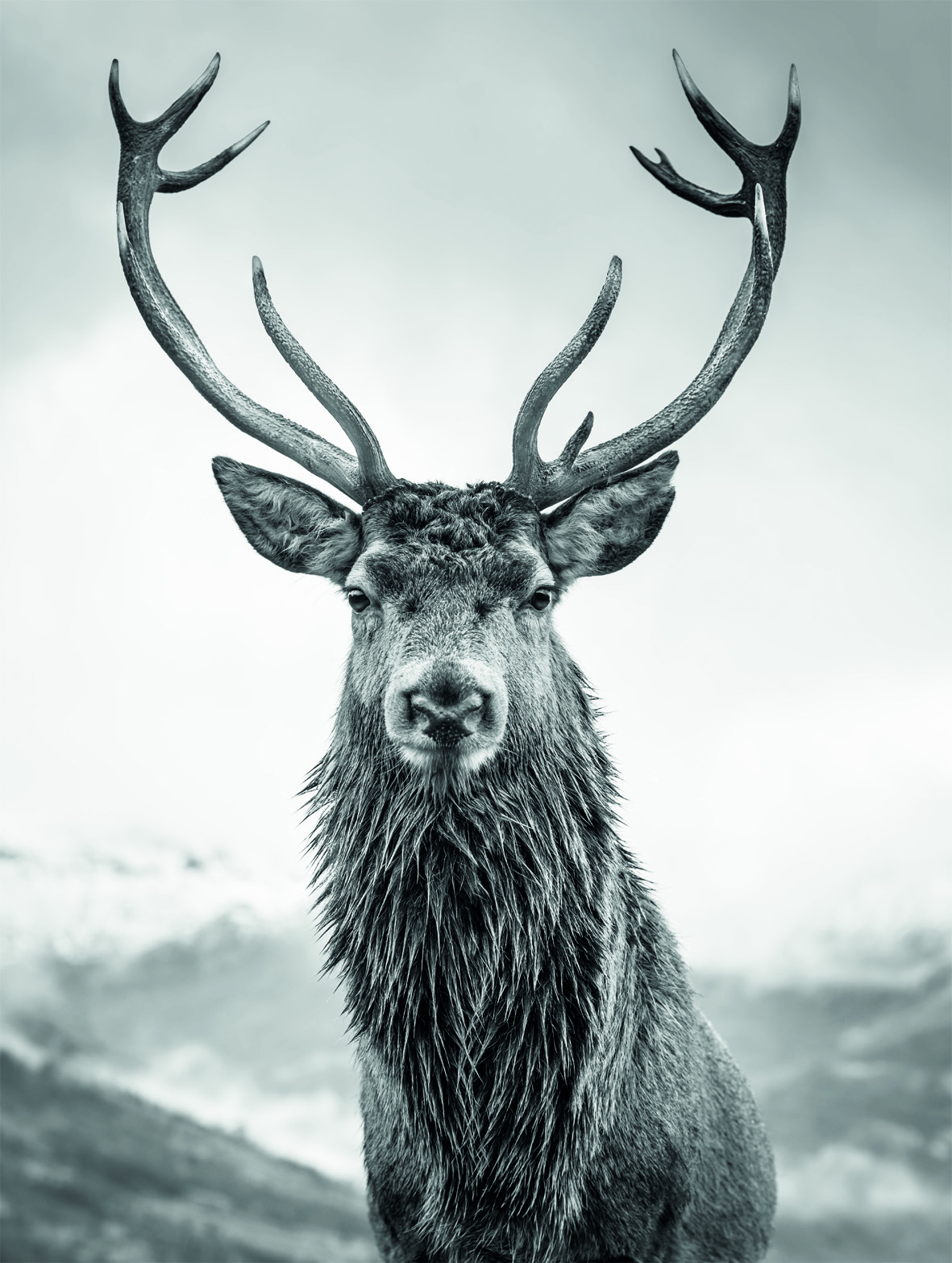 Bonninghoff Stretcher Muurkader 466942 46x61 cm