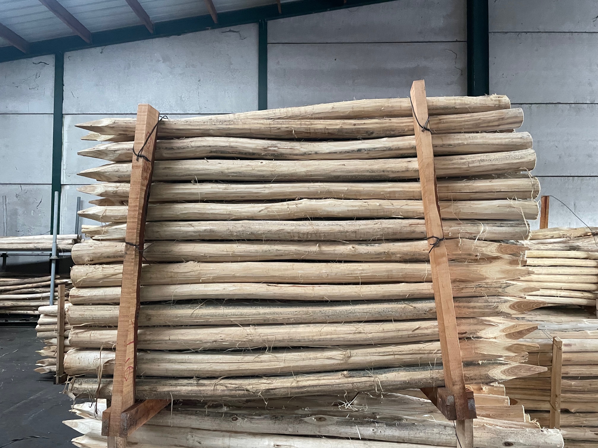 Acaciapaal 160cm Diam 6/8 Acaciapaal 160cm Diam 6/8